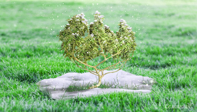 Заснеженный куст конопли