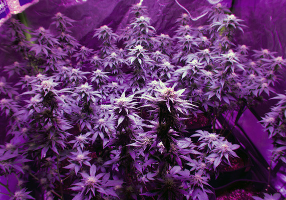 Повторная дефолиация марихуаны White Widow после дефолиации