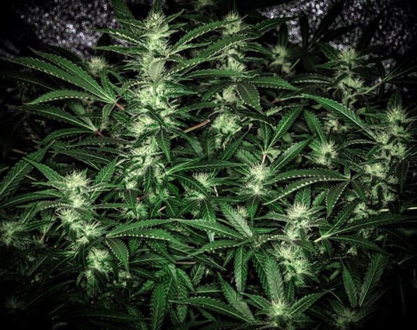 Развитие сорта Tutankhamon на 13 неделе