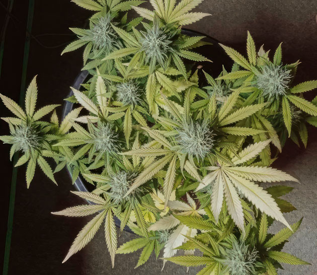 Шишки наливаются конопляной смолой 10 неделя выращивания конопли