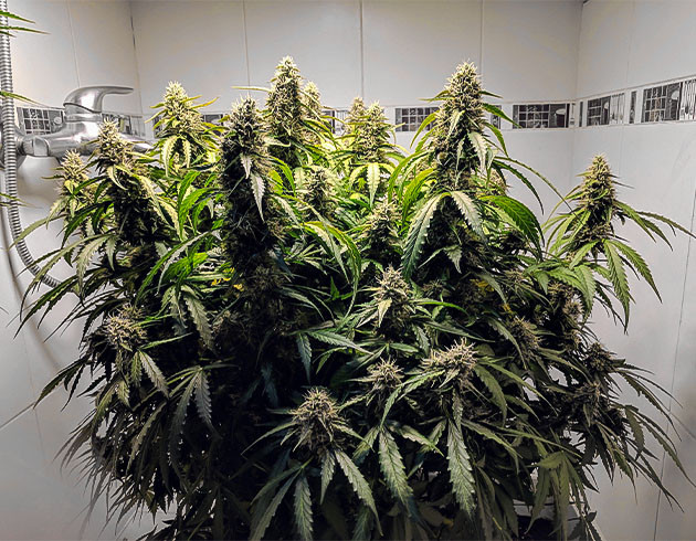 Сбор урожай с куста Johnny Cage Auto