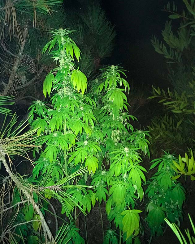 Растение со светло зелеными листьями