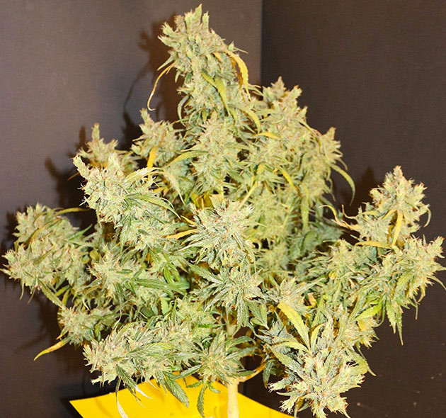 Приближение к сбору урожая Пожелтение лиcтьев перед харвестом