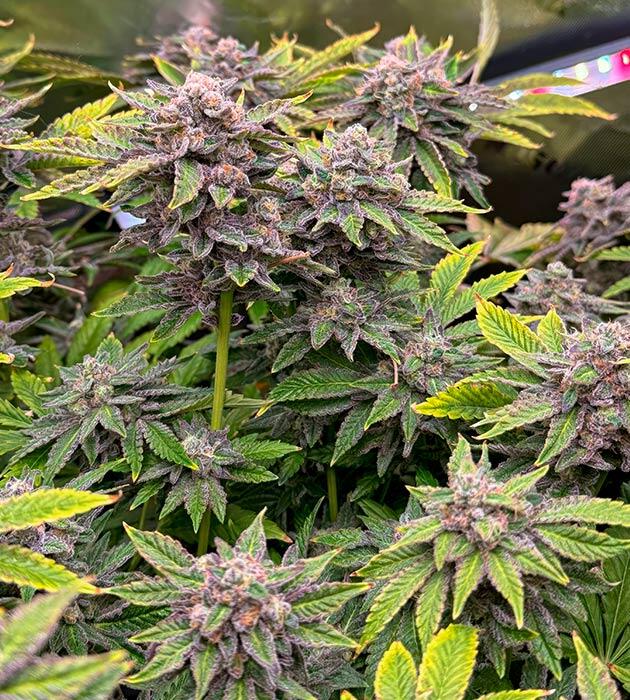 Фиолетовые оттенки и мощный аромат Кусты Mellowz от Compound Genetics на 14 неделе