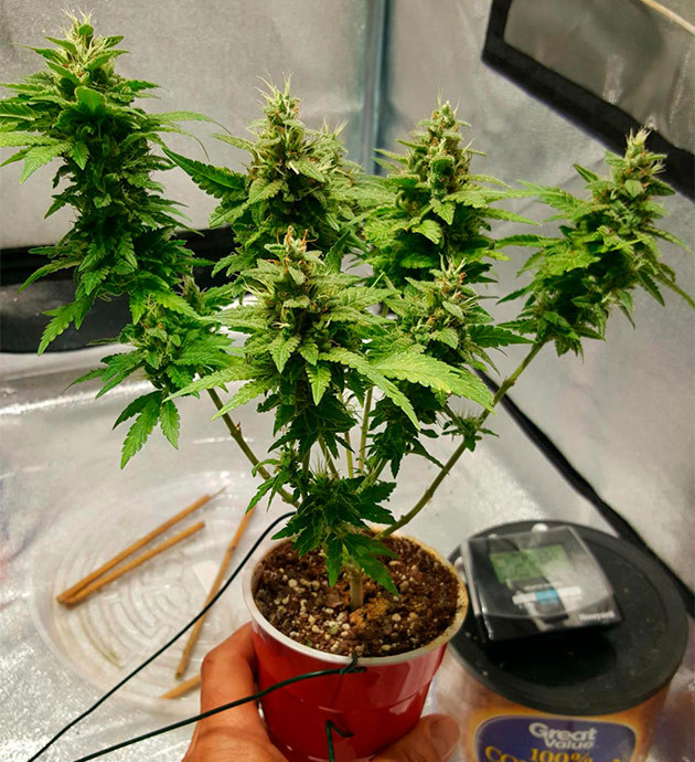 Куст с шестью небольшими колами