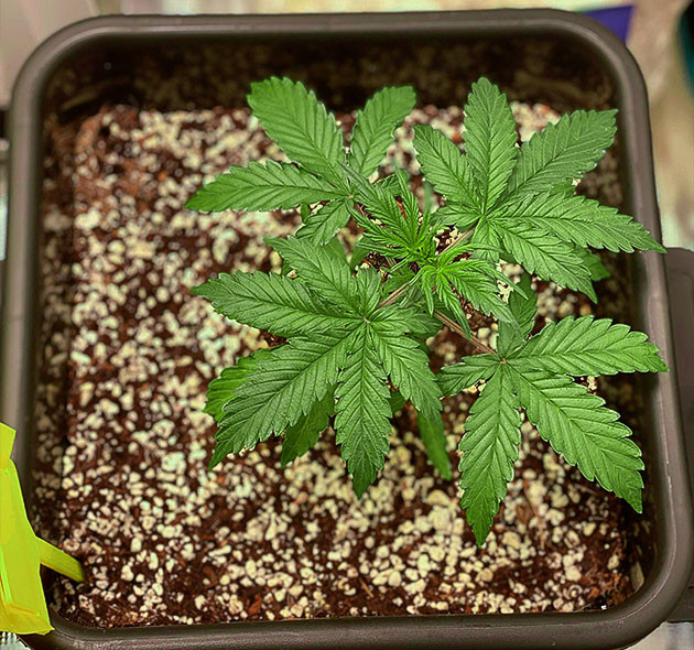 Смена питания конопли Формирование новых листьев