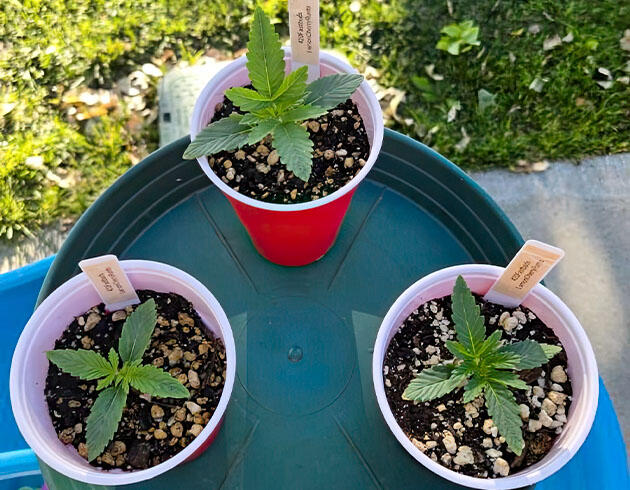 Конопля на 2 неделе роста