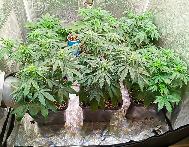 Cream Caramel Auto: использование Big Start от Organics Nutrients