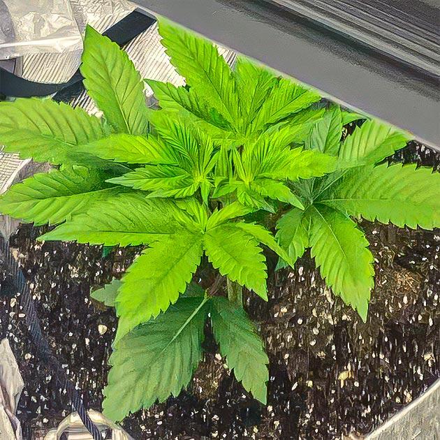 Стадия вегетации Sticky Sherbert GG от Seedkeepers