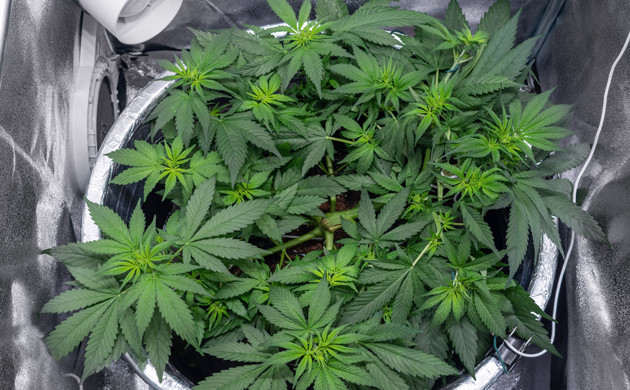 Удобрения для конопли FloraGro на 6 неделе гровинга Куст марихуаны Delicious Candy Early Version fem на 6 неделе роста