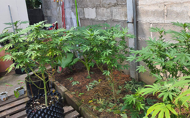 Высадка конопли 9 - 10 неделя выращивания конопли