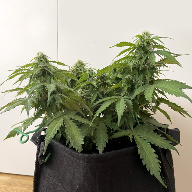 Набор массы соцветий Куст высотой 60 см