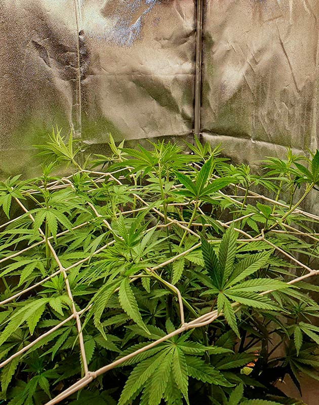 Метод Screen of Green Куст Planet of the Grapes RBX на 8 неделе выращивания