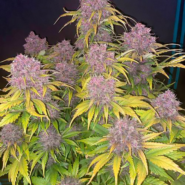 Появление трихом 9 неделе Фиолетовые шишки на кусте