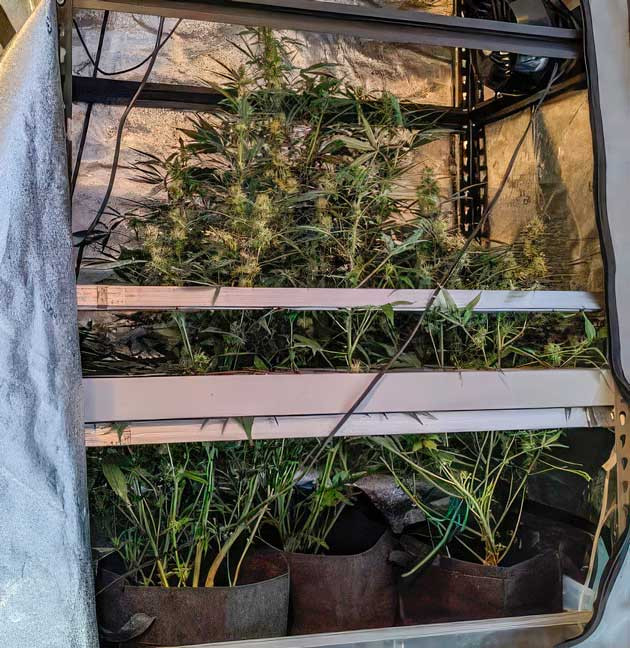 Финальная стадия созревания марихуаны Конопля на 8 неделе выращивания