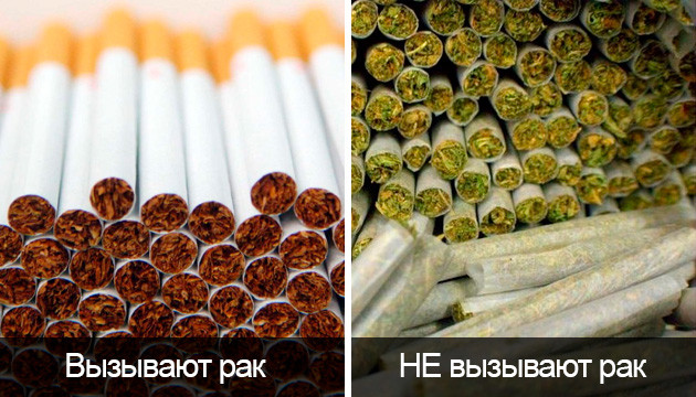 Длительное использование конопли Каннабис не вызывает рак