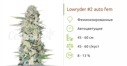Сорт марихуаны Lowryder #2 Auto Lowryder #2 Auto от Сидбанка Семяныч