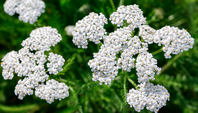 Посадка тысячелистника Тысячелистник отпугивает вредных насекомых