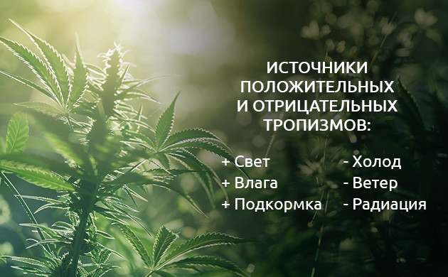 Роль ауксинов в тропизмах конопли Положительные и отрицательные тропизмы марихуаны