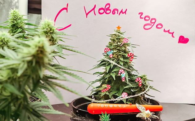 Конкурс на форуме Канна-ёлка 2024 – akRasty