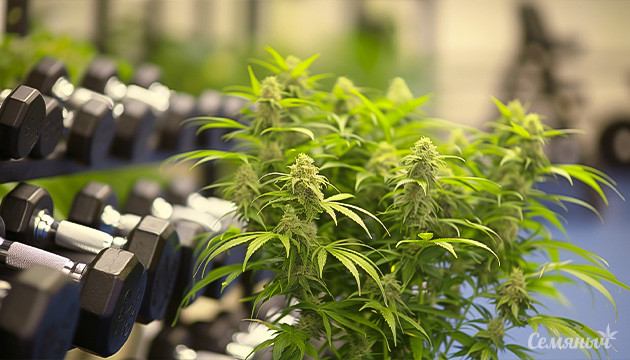 Мощные сорта сативы Мощные сорта сативы