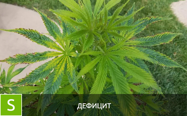 Листья при дефиците серы