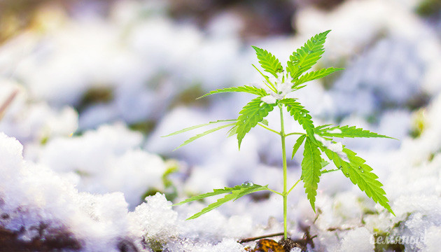 Вторник весенний Росток конопли