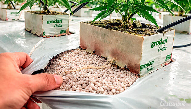 Пеностекло в качестве субстрата для конопли