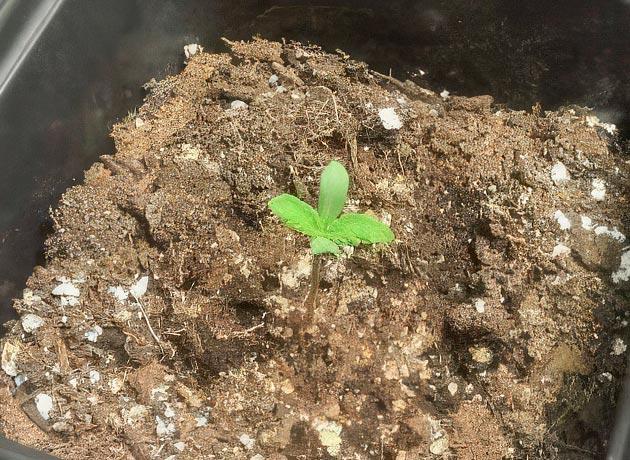 Проращивание марихуаны Росток сорта End Game R2