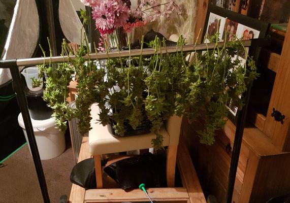 Сушка веток LSD