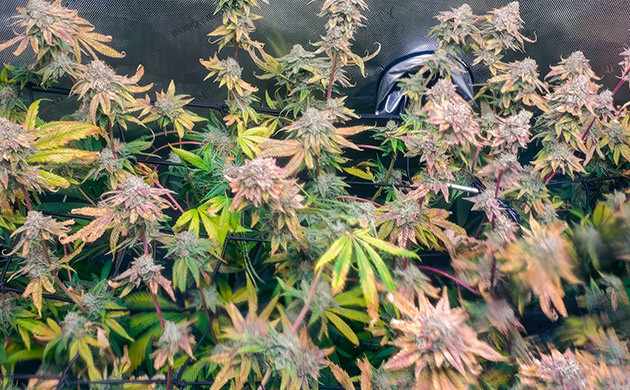 Промывка конопли перед харвестом 18 неделя выращивания марихуаны