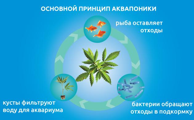 Выращивание конопли на аквапонике: принципы работы замкнутой экосистемы Аквапоника: как устроена система, принципы и методы работы