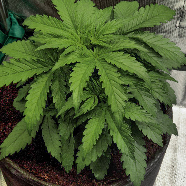 3 неделя выращивания Auto White Widow