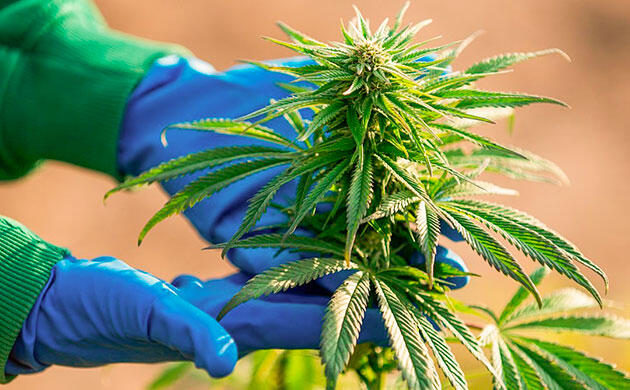 Перчатки для гровинга: защита рук и гигиеничность при сборе урожая