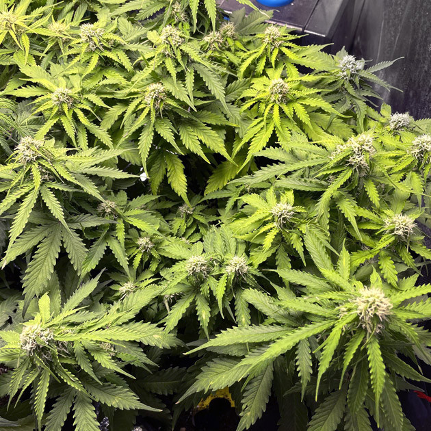 Восстановление куста после дефолиации Цветение Gelato Auto