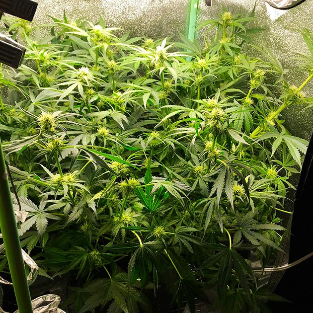 Цветение на 6 неделе выращивания Куст каннабиса заполнивший все пространство гроубокса