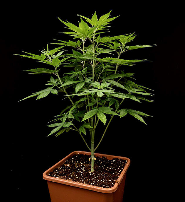 Активный рост марихуаны Куст Tropicana Cookies FF от FastBuds на 5 неделе