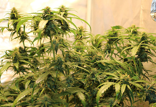 Суперкроппинг конопли на 8 неделе выращивания Подгибание цветущих ветвей конопли