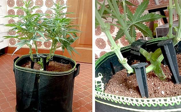 Куст White Widow Auto от FastBuds на фазе цветения