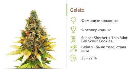 Сорт марихуаны Gelato Gelato от Cali Buds Seeds