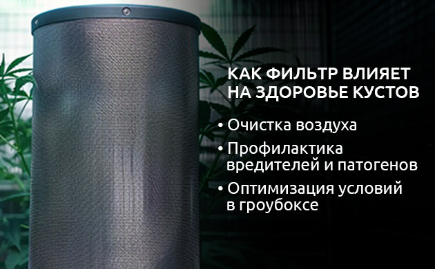 Роль активированного угля в улавливании загрязнителей Значимость чистоты воздуха для здоровья растений