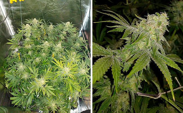 Развитие шишек марихуаны на 7 неделе цветения 12 неделя Tutankhamon от Pyramid Seeds