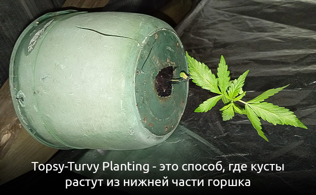 Topsy-Turvy Planting: что это? Перевернутая посадка для конопли