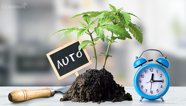 Автоцветущая конопля
