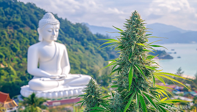 Тайская конопля: особенности и история Вклад тайской генетики в селекцию конопли