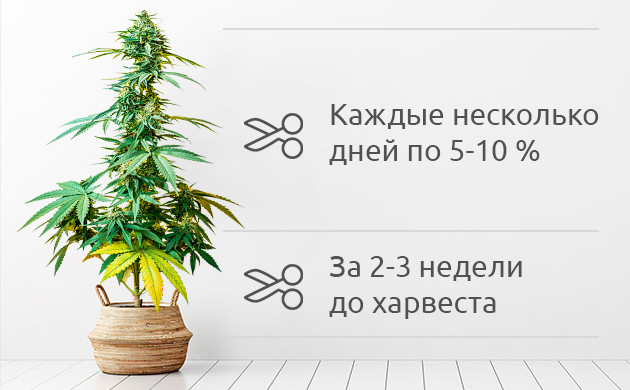 Правильное время для обрезки конопли Когда можно обрезать шишки конопли