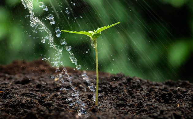 Правильный полив саженцев марихуаны Как поливать ростки конопли