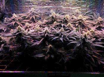 Применение удобрений SubCulture B на 89 день роста Развитие куста Fruit Punch fem на 89 день выращивания