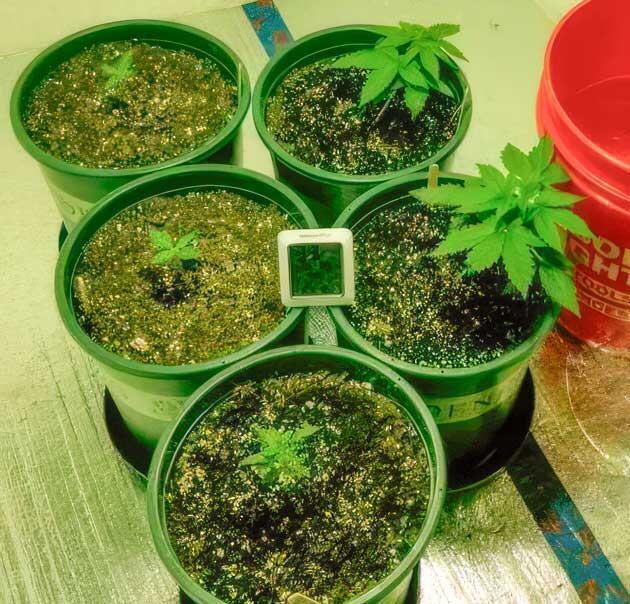 Конопля в фазе активного набора зеленой массы