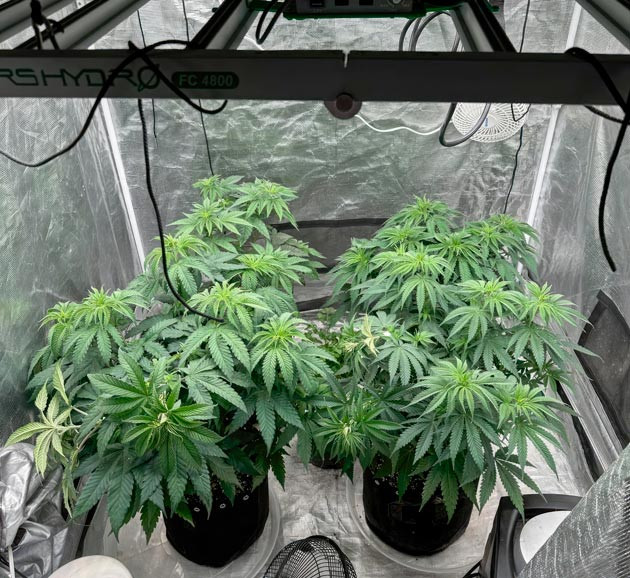 Метод LST-подгиб марихуаны Конопля на 6 неделе роста